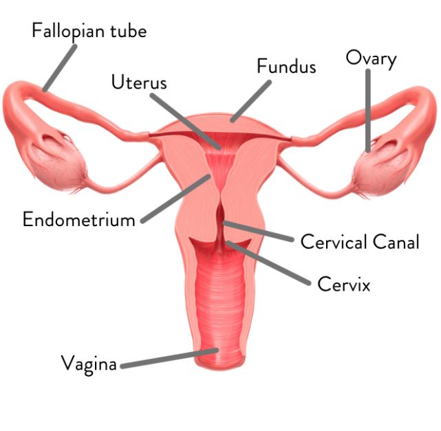 Uterus Health